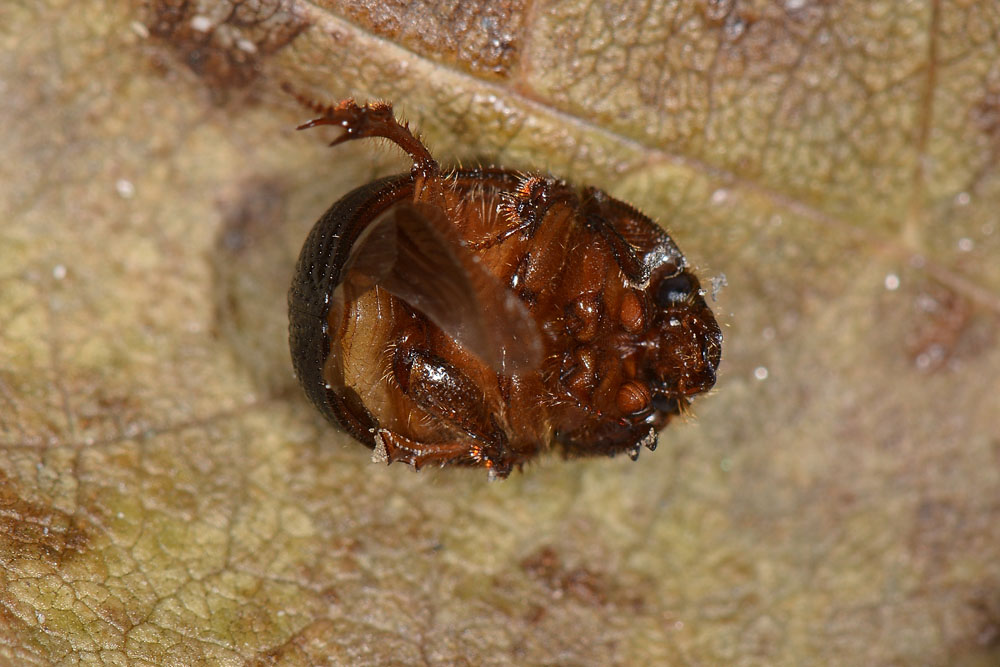 Odonteus armiger, femmina  (Geotrupidae)